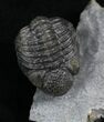 Rare Eifel Geesops Trilobite - Germany #27435-4